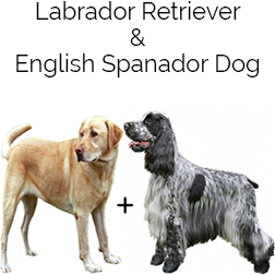 English Spanador Dog